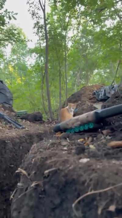 Ukrainian Battle Cat gives soldiers mental strength under artillery fire