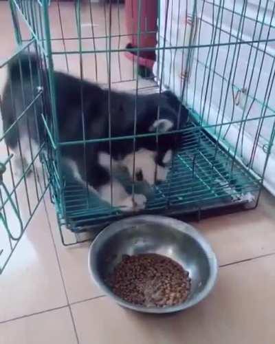 If only there was a way he could reach it