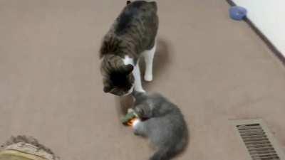 Our new kitten meeting our 4 year old cat :)