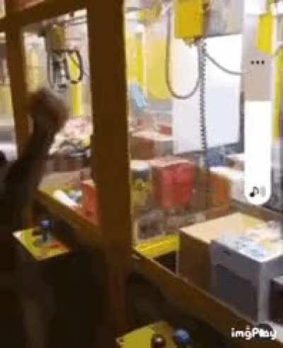 Premature celebration