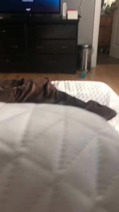 Failed attack from illegally smol cat