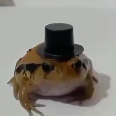 Sapito Galera 😎😎😎