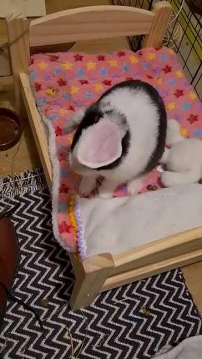 Little helicopter bunny preparing for take-off