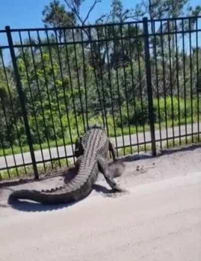 Alligator destroys a metal fence by using its body