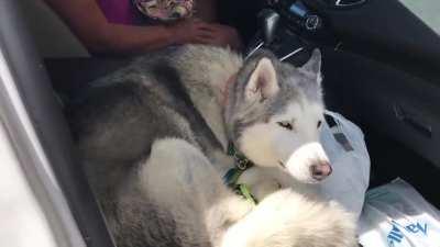 Stubborn Husky refuses to give up front seat