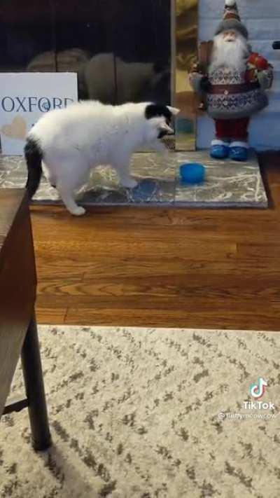 Cat tries to knock over water bowl