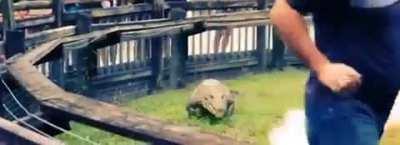 🔥 Who knew Crocs could run