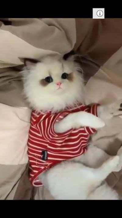 What a cute kitty... oh wait...