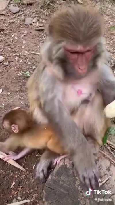 🔥 Monkey peeling a banana