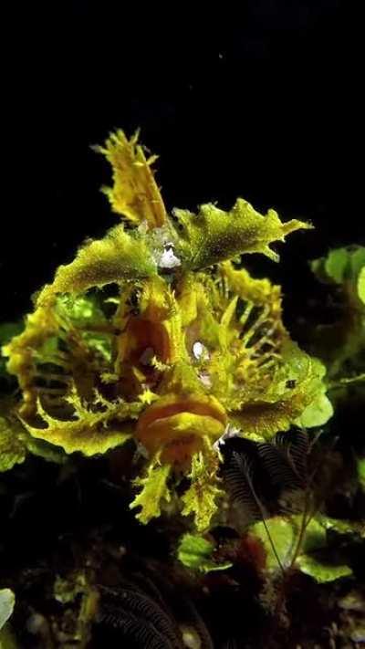 🔥Yellow rhinopias or the weed Fish