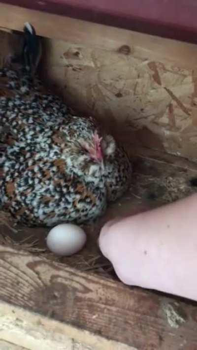 Uncle Fleur really likes her golf balls