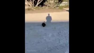 Scout gets a new Cat (I hope this works)