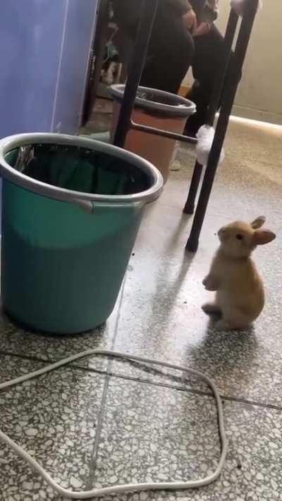 Bunny found a portal