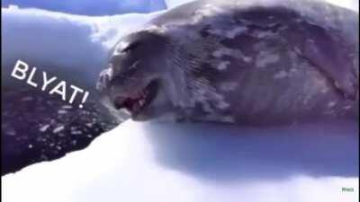 Seal says blyat
