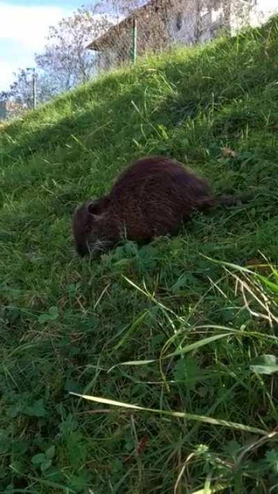 Coypu on a walk
