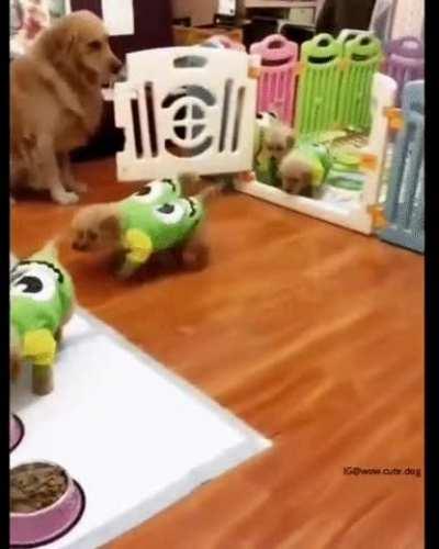 Momma dog managing her children