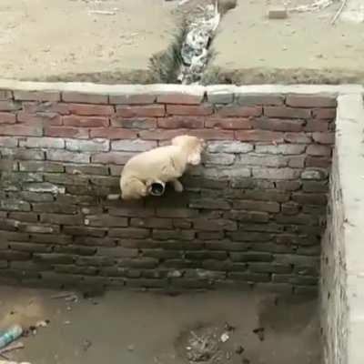 Doggo never gave up. :)