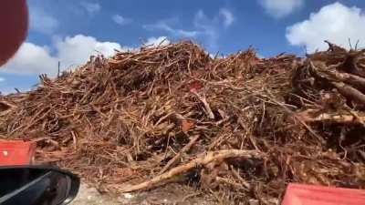 Arboles reubicados en el Tren Maya