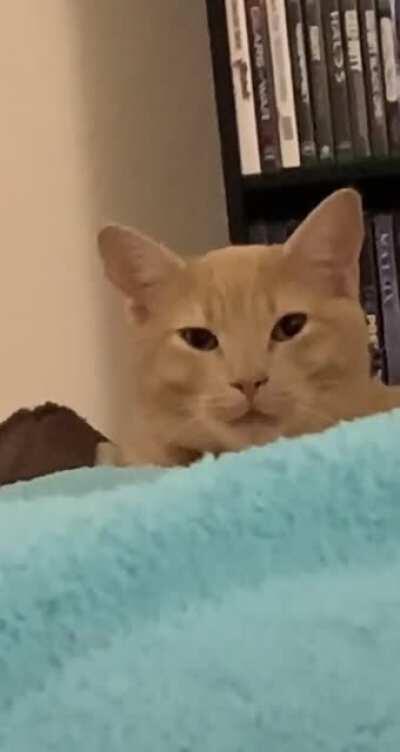 Cross species yawn contagion