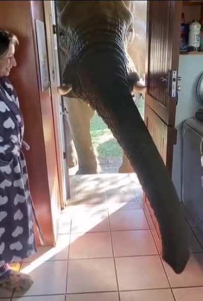 An elephant in the room (almost)