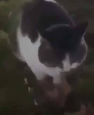 Wunk does the gratitude dance