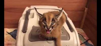 Behold the mighty roar