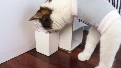 I made a relatable short film about my cat Broccoli making New Years resolutions!