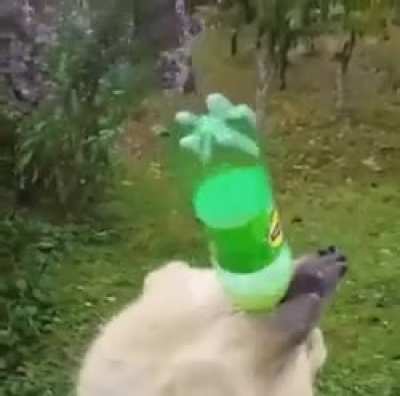 HMB before my bear drinks that too.