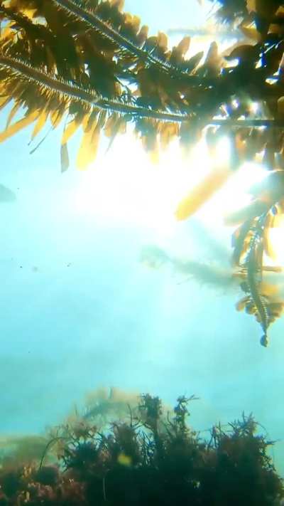 Laguna Beach Kelp Life, Goff Island