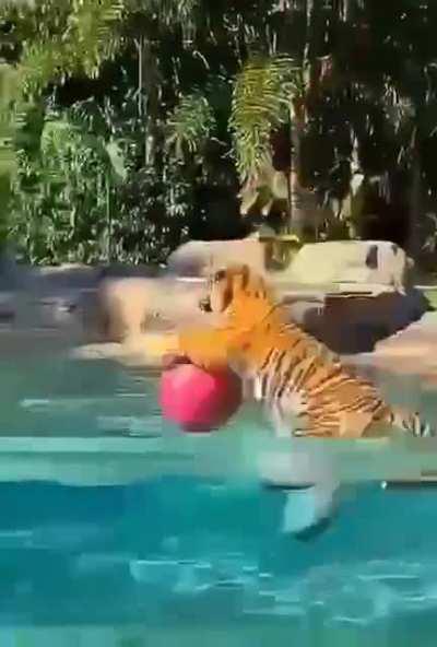 Tiger jump for the Ball