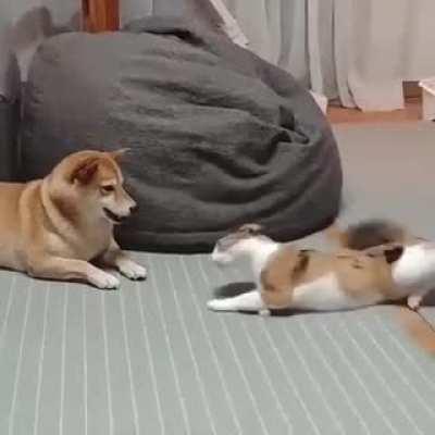 Wish I could do that--the dog, probably