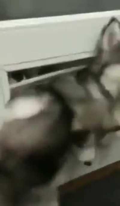 We've got a Husky leak....