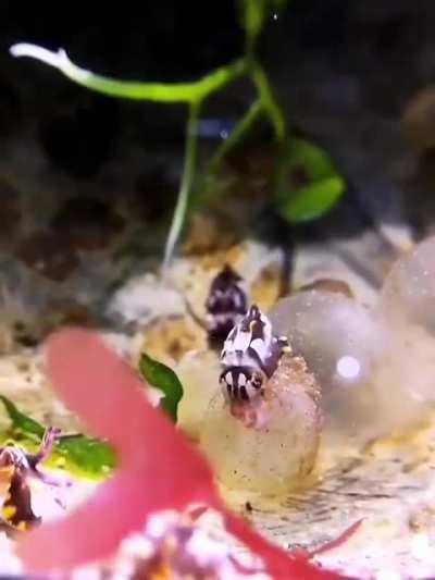 🔥 A baby squid that adapts to its environment by changing color as soon as it is born.