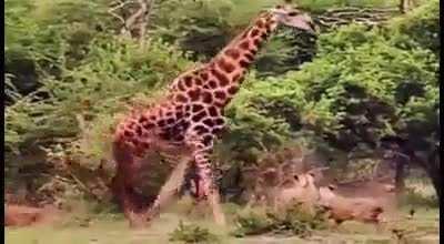 Жираф большоой