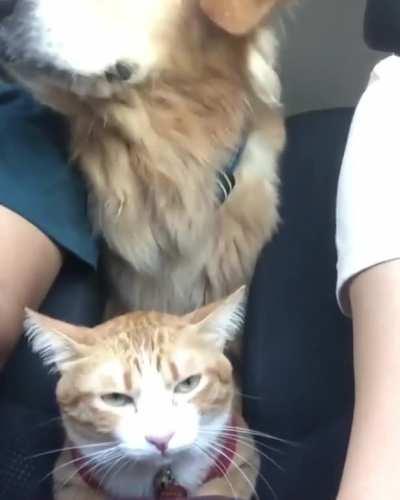 Stuck,on a road trip with the dog