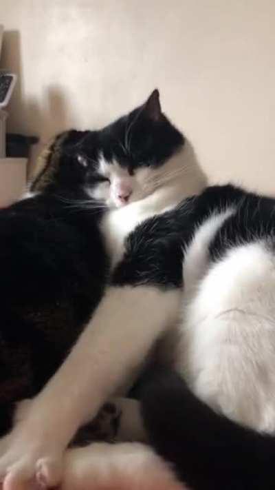 The blep survived his stretch ❤️