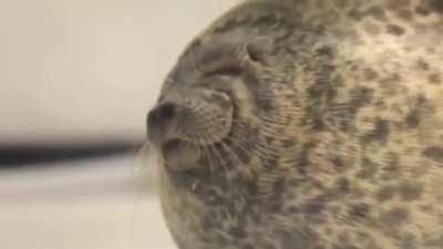 It is absolutely normal for Seals to be on land. Seals are semi-aquatic, which means they often spend a portion of each day on land. Seals do not need to be wet constantly. They come out of the water to get dry; wetting them is actually a form of harassme