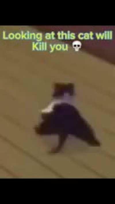 Looking at this cat 👀