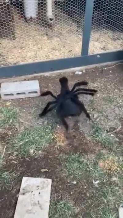 Chicken wearing spider costume