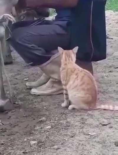 Hey human I want milk