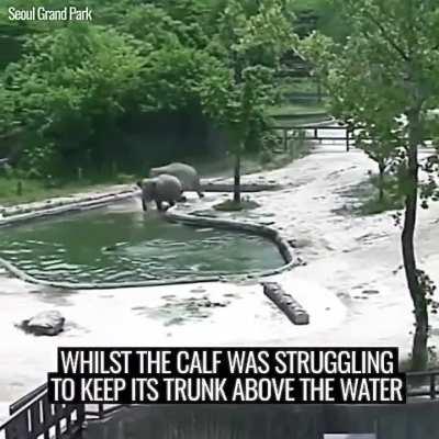 At the Seoul Zoo, two elephants rescued a drowned baby elephant in the pool.