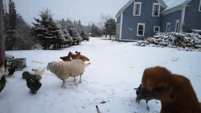 Why walk in snow when you can hitch a ride?