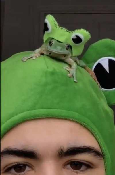 Frog hat