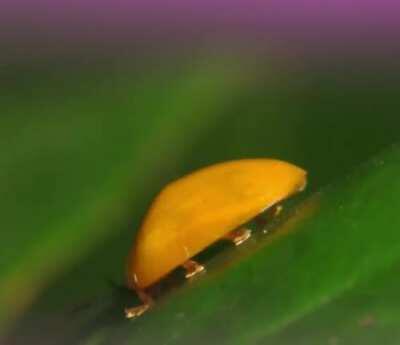 what species of beetle is this?