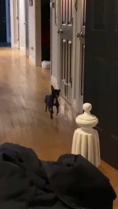 Horse in another life...