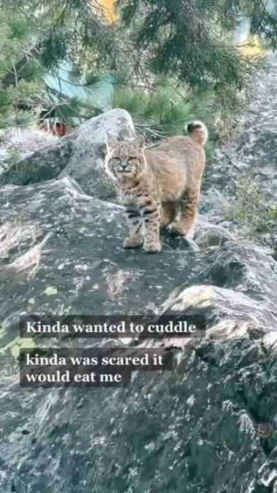 That little tail wag though