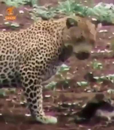 Tigress: From huntress to mother