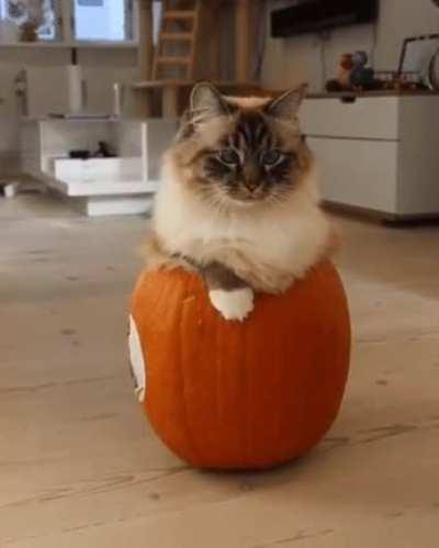 If i fits I sits... Pumpkin edition.
