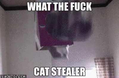 Cat stealer 😳