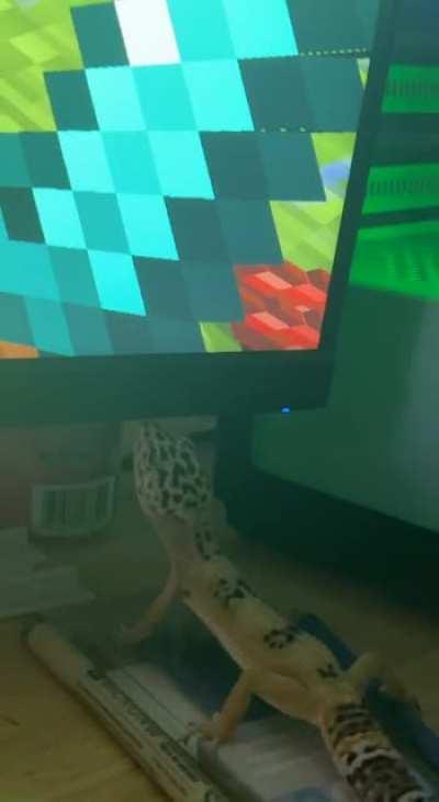 my girl lilith attacking rotten flesh in minecraft